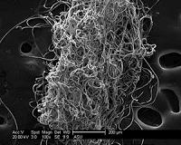 Spider silk could be used as robotic muscle