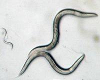 Roundworms have the Right Stuff