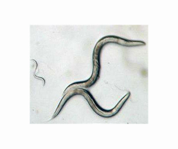 Space worms experiment reveals gravity affects genes
