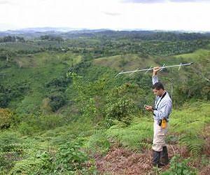 Birds do better in 'agroforests' than on farms