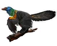 Tiny dinosaur may have dazzled mates with rainbow ruff and a bony crest