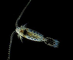 Tiny sea creatures are heading for extinction, and could take local fisheries with them