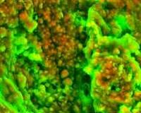 Scientists make cheap high-quality mini microscopes