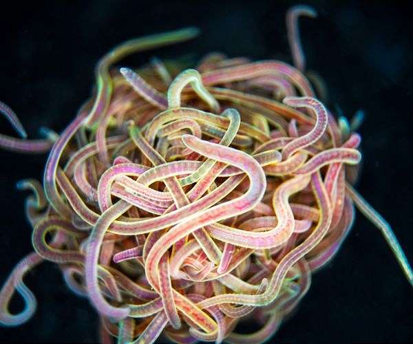 How to untangle a worm ball: Mathematicians solve a knotty mystery