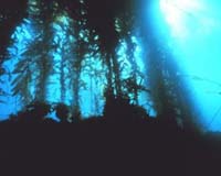 SCE Reduces Environmental Impact Of Coastal Power Generation