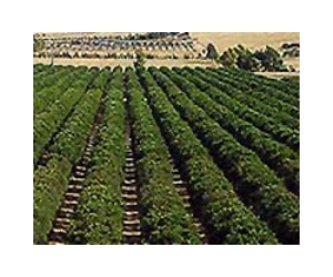 NASA Satellite Data Addresses Needs Of California Growers