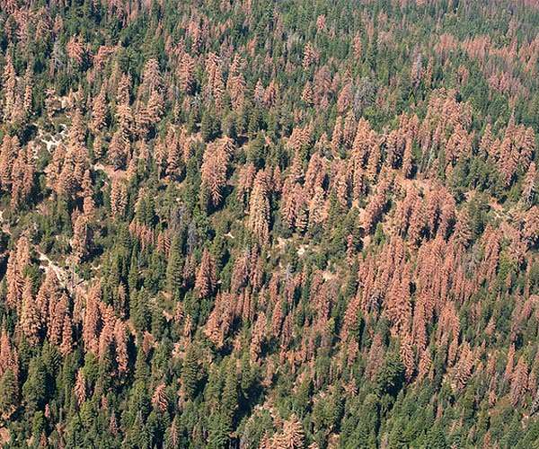 Just what is a 'resilient' forest, anyway?