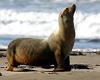 Salmon-hungry sea lions haunt dam