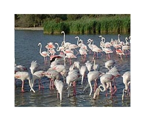 Cross-Border Conservation Vital To Protect Birds In A Climate-Change World