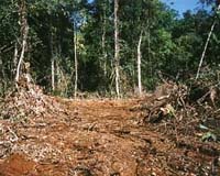 Activists seek fresh ban on Sierra Leone timber exports