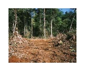 Cambodian forest campaigners fight rampant logging