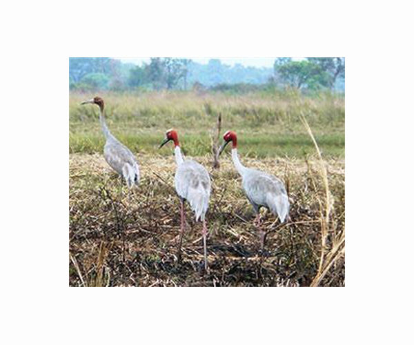Cambodian PM scraps development project threatening wildlife sanctuary
