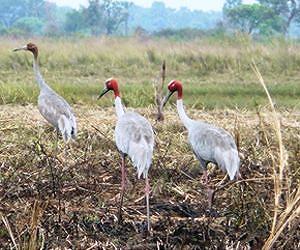 UEA research reveals catastrophic loss of Cambodia's tropical flooded grasslands
