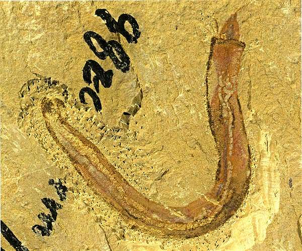 Ancient fossils shed new light on evolution of sea worm