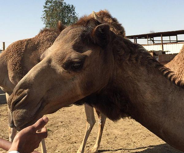 Camels replace cows as Kenya battles drought