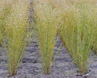 Camelina Biodiesel A Reality