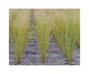 US Biofuel Camelina Production Set to Soar
