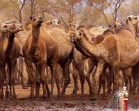 5,000 feral camels culled in drought-hit Australia