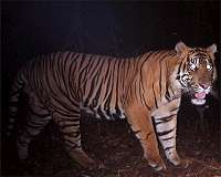 Sumatran tiger killed in suspected poisoning
