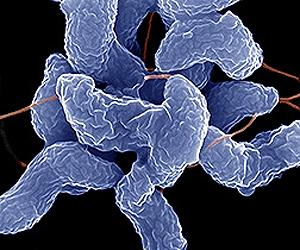 Blocking Carbon Dioxide Fixation In Bacteria Increases Biofuel Production