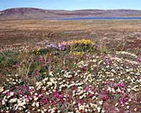 Ice age's arctic tundra lush with wildflowers for woolly mammoths
