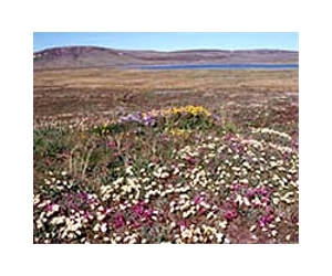Shifting Biomes In Alaska