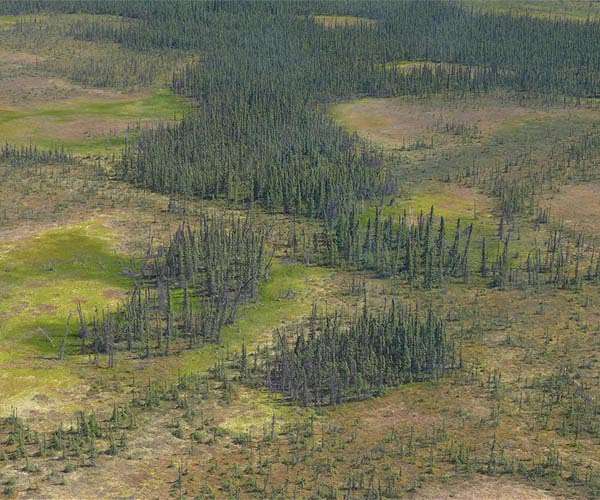 Warming drives growth of Arctic peatlands