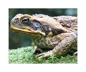Scientists discover lost toad in Malaysian jungle