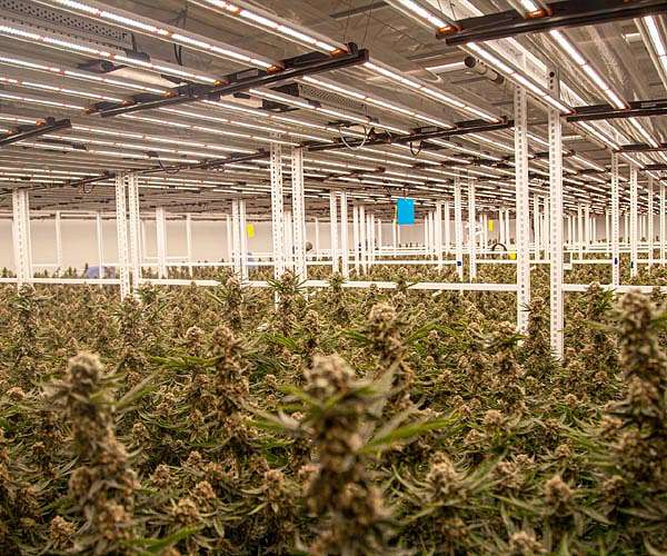 Positive media coverage of cannabis studies regardless of therapeutic effect