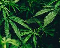 Marijuana farming is harming the environment, study shows