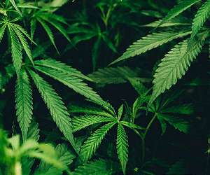 Canadian scientists map the cannabis genome