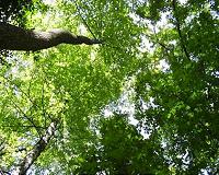 Eastern forests use up nitrogen in soil during earlier, greener springs