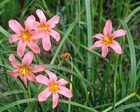Cape Tulips - Pretty But Pests In Pastures