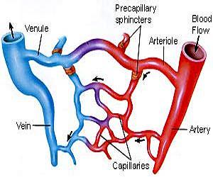Blood Vessels from Your Printer