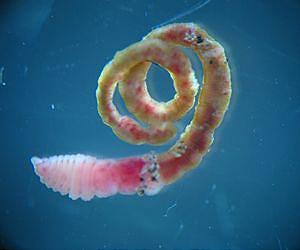 Will Antarctic worms warm to changing climate