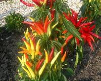 Nitrogen management studied in greenhouse pepper production