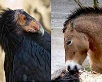 All the wild horses are extinct: study