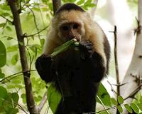 Nicolas the alcoholic monkey, symbol of abuse in Chile