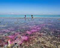 Largest-of-its-kind coral study offers plan to save the planet's reefs