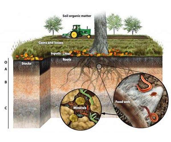 DOE backs Rice study of how soils store carbon