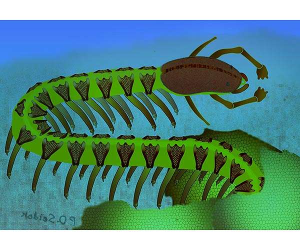 525-million-year-old fossil defies textbook explanation for brain evolution