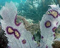 Big drop in Caribbean reef fish linked to coral loss