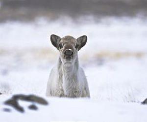 Arctic sea-ice loss has widespread effects on wildlife