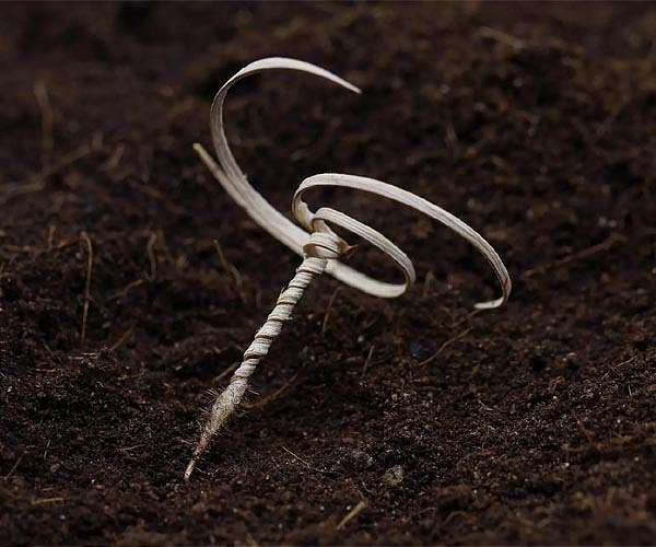 Self-drilling seed carriers break new ground