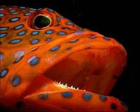 1,147 fish species threatened with extinction: IUCN