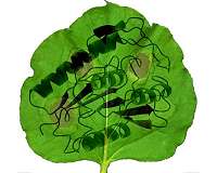 Self-defense for plants