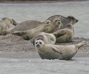 Kazakhstan sounds alarm over dying Caspian seals
