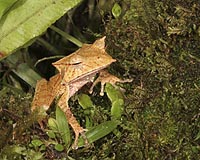UGA Study Reveals Ecosystem-Level Consequences Of Frog Extinctions