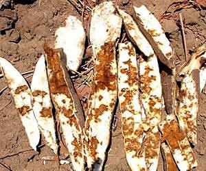 Scientists alarmed by rapid spread of Brown Streak Disease in cassava