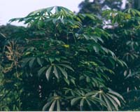 UN food agency calls for research on tropical root crop
